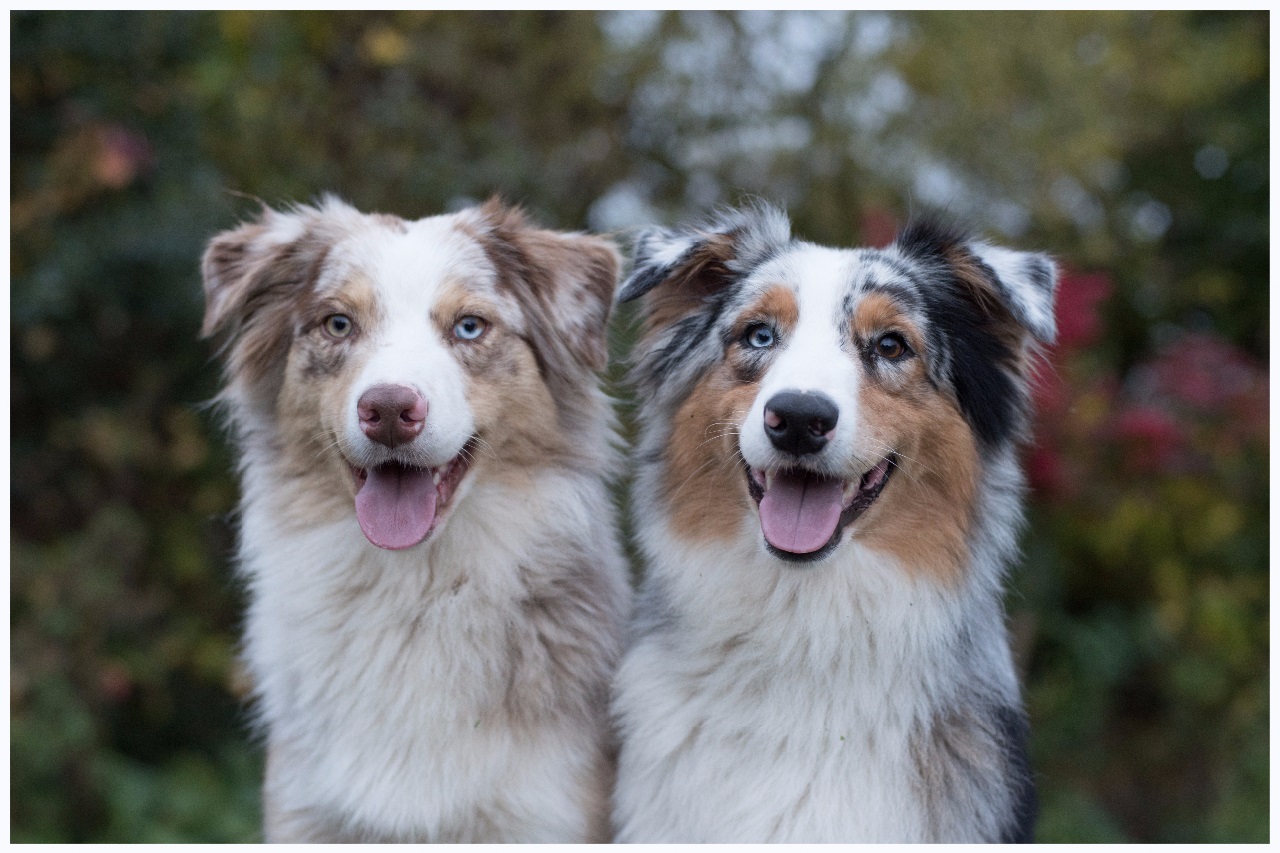 omhelzing ik ga akkoord met ik luister naar muziek Kennel v.h. Esdorp | australian-shepherds.nl