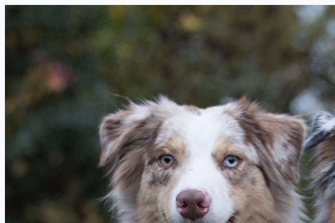Yindi (Vanilla Ale v.d. Huszarstate) links en                           Ayla (Talisman Runaway Bride) rechts