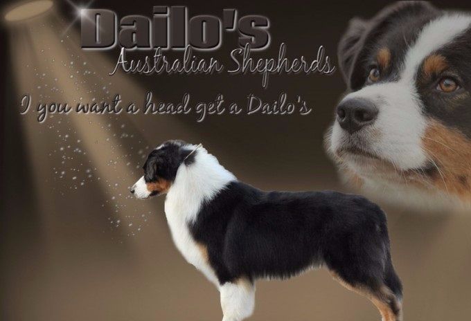 Dailo's Love is All Around (roepnaam Josh)
Meervoudig kampioen
Vader van het 1e nest van Ayla en van het 1e nest van  Yindi