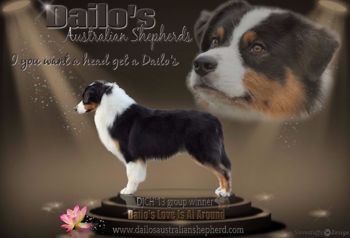 De knappe vader van de pups meervoudig kampioen Dailo's Love is All Around (roepnaam Josh)