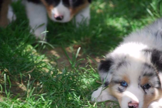 Ayla als pup