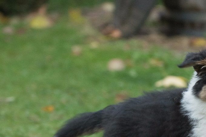 Jewel (Ayla's Black Jewel van het Esdorp) pup uit ons 1e nestje
Dailo's Love is All Around x Talisman Runaway Bride