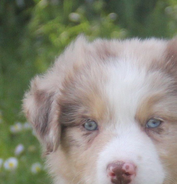 Yindi als pup van 8 weken