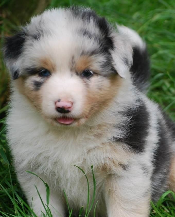 Ayla als pup