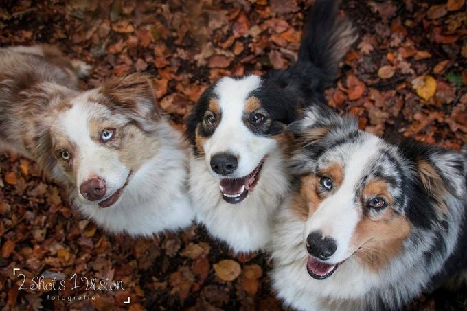 Herfst 2017 Yindi, Jewel en Ayla