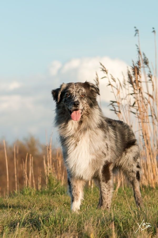 Vader van Jewel's 1e nestje: Glenn Scott de l'Herbier Feerique; roepnaam Scott. Ik ben helemaal gevallen voor Scott's lieve karakter en natuurlijk heeft hij ook de looks! Verder is Scott erg sportief en uiteraard getest!