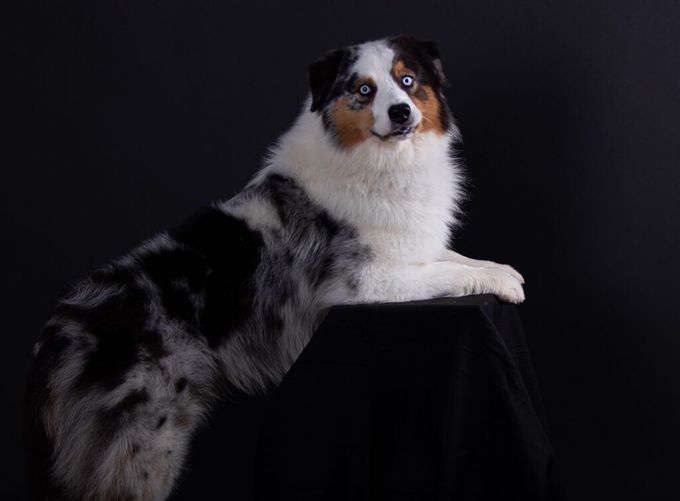 💞Somebody to Love v.d. Huszarstate (Cliff)  de vader van ons huidige nestje💞