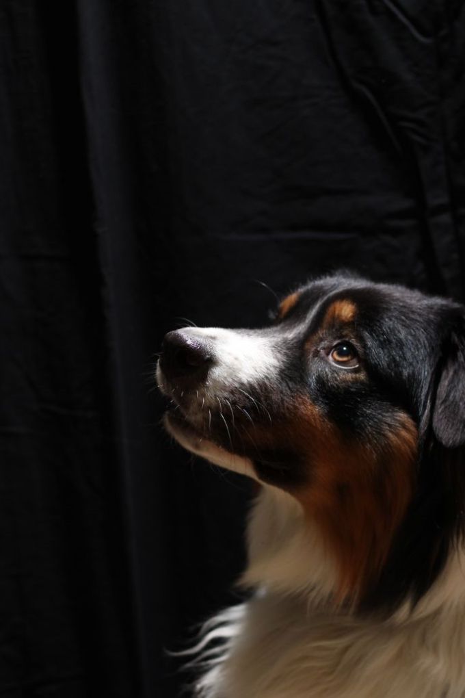 Onze zelfgefokte Yindi's Pride Sheriff v.h. Esdorp in eigendom van Nadine van Schagen. Vader van het Nest van Ayla in 2019
